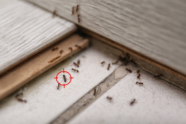 Trusted North Randall, OH Pest Control Experts