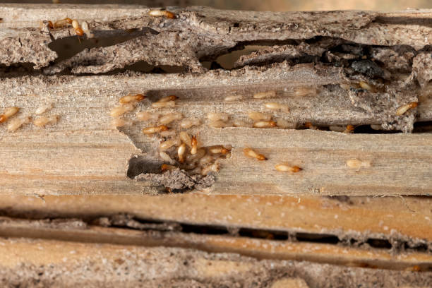 Best Affordable Pest Control Services  in North Randall, OH